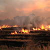 Deep Dive into Burned Area Detection in Agricultural Fields with Satellites
